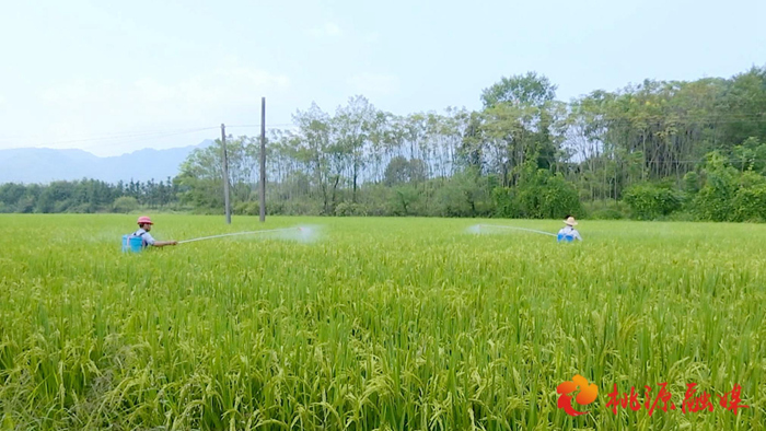 桃源县大力发展多矿物质营养米