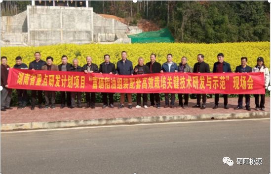 桃源县召开富硒稻油高效栽培技术现场会