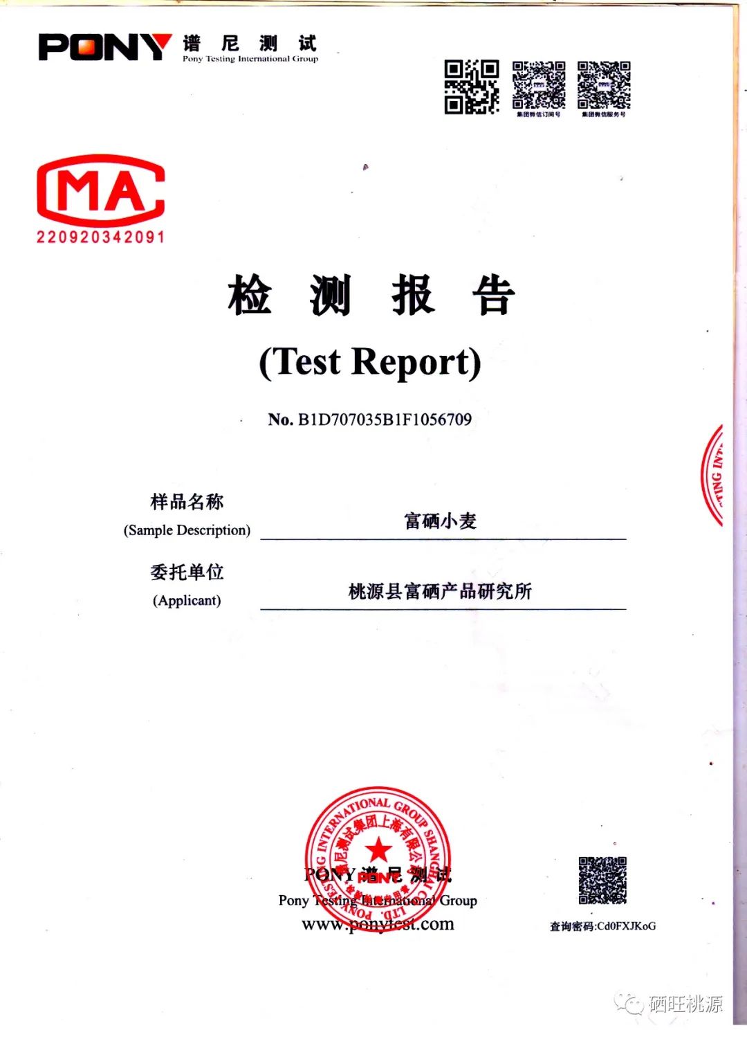 桃源技术山东结果：高硒小麦大面积种植成功