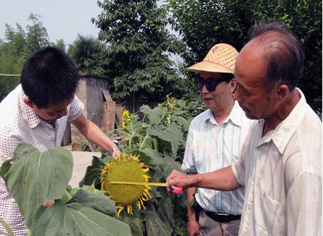 桃花源果联富硒油葵试种成功 将大面积推广