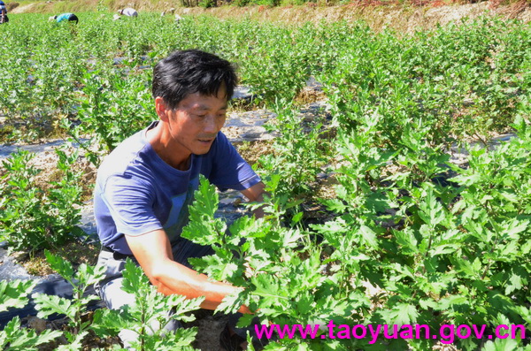 【“硒”旺桃源巡礼之二】曾进：放弃年薪五十万 回家种植皇菊茶